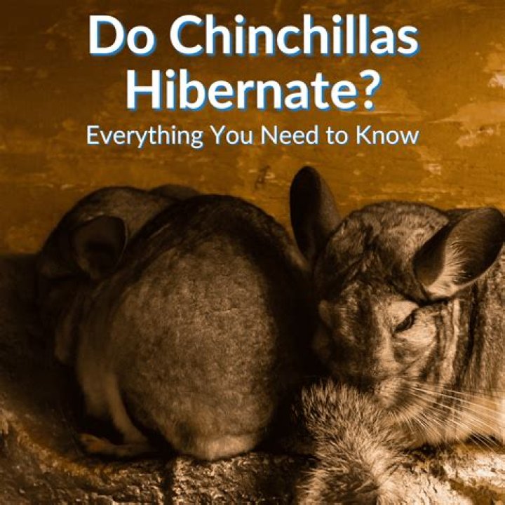 How much exercise do chinchillas need?