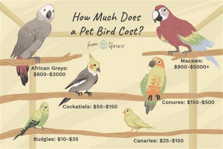 How much is a cockatiel bird?