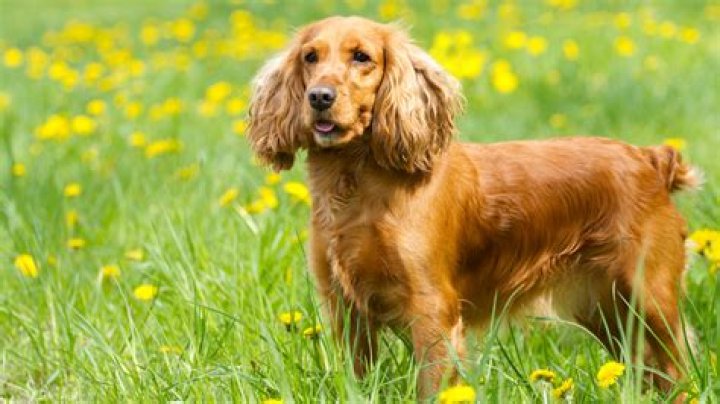 How much is a cocker spaniel dog?