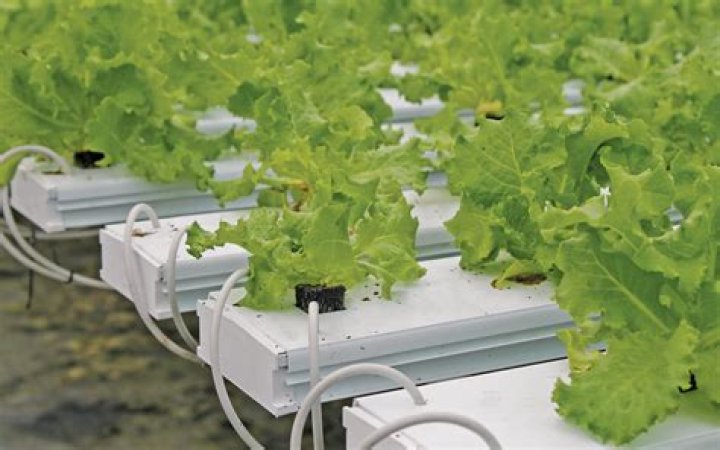 How much light do I need for hydroponics?