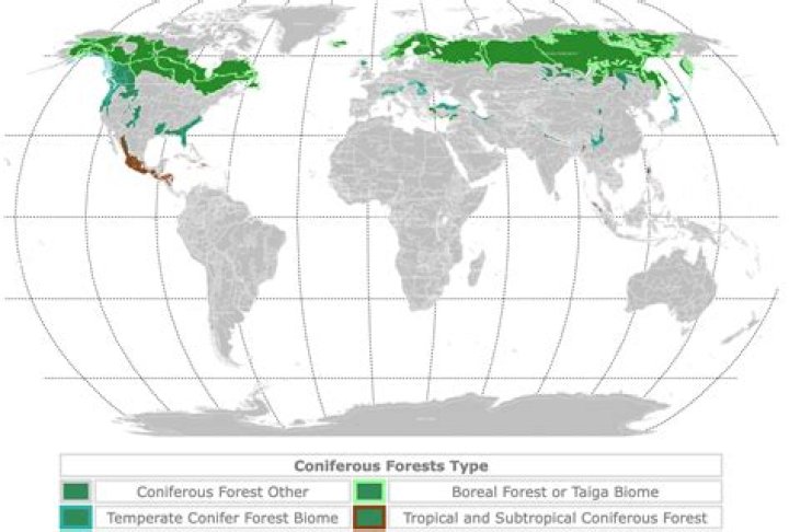 How much of the world is coniferous forest?