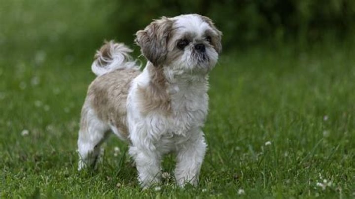 How much should a 12 week Shih Tzu weigh?