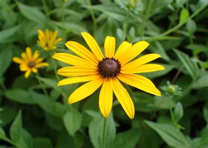 How much sun does a Black Eyed Susan need?