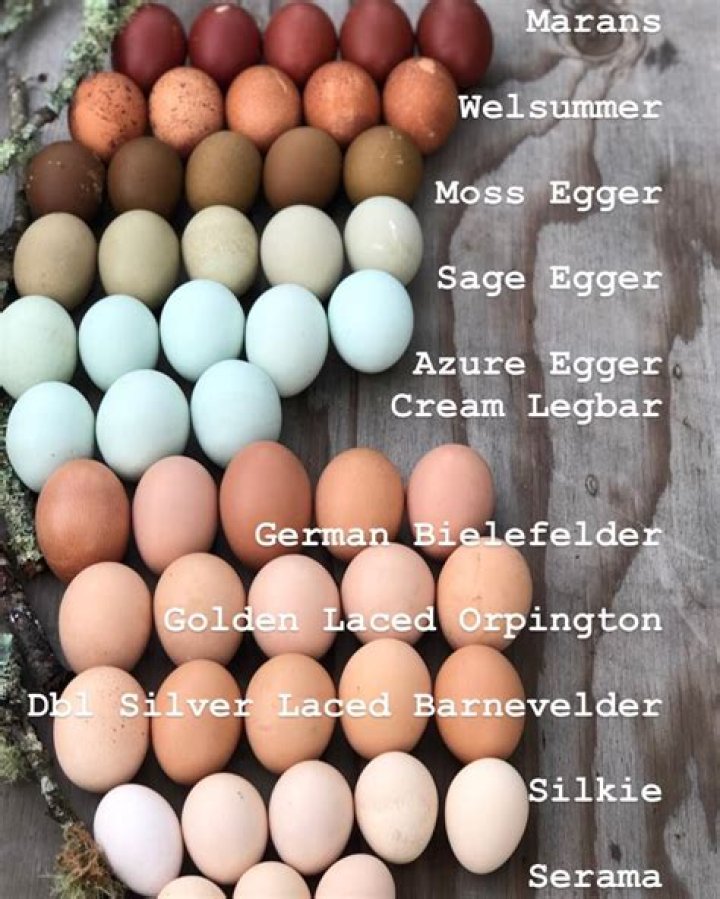 How often do ameraucana chickens lay eggs?
