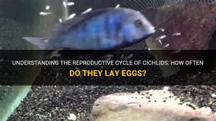How often do cichlids lay eggs?