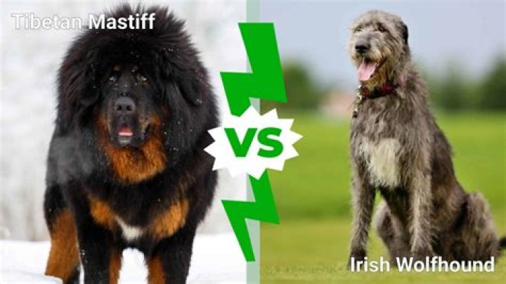 How often do mastiffs shed?