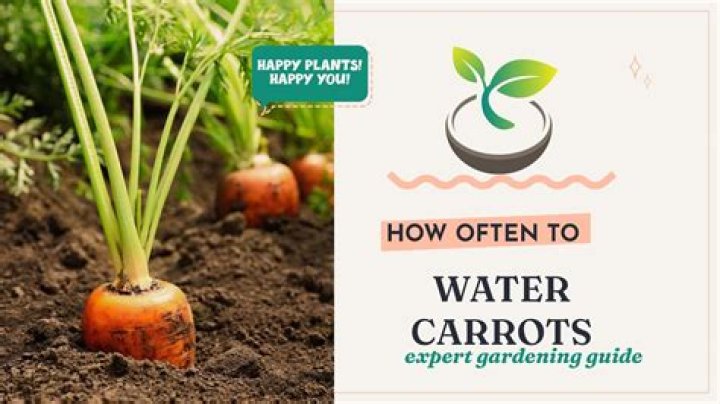How often do you need to water carrots?