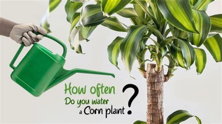 How often do you water a jade tree?