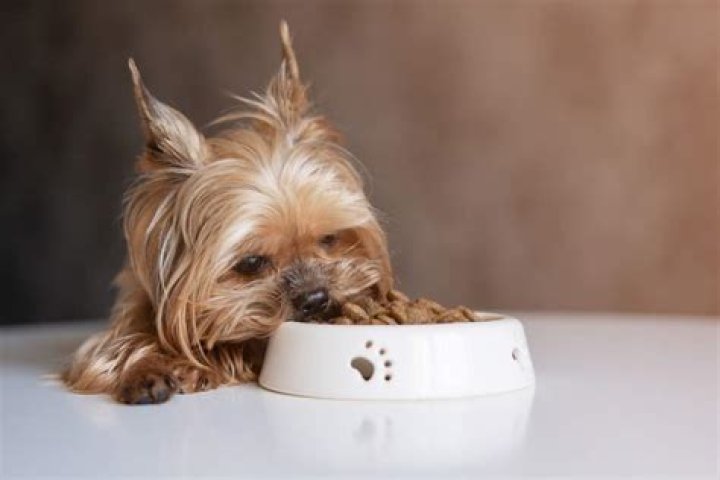 How often should a Yorkie puppy eat?