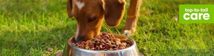 How often should I feed my nursing dog?