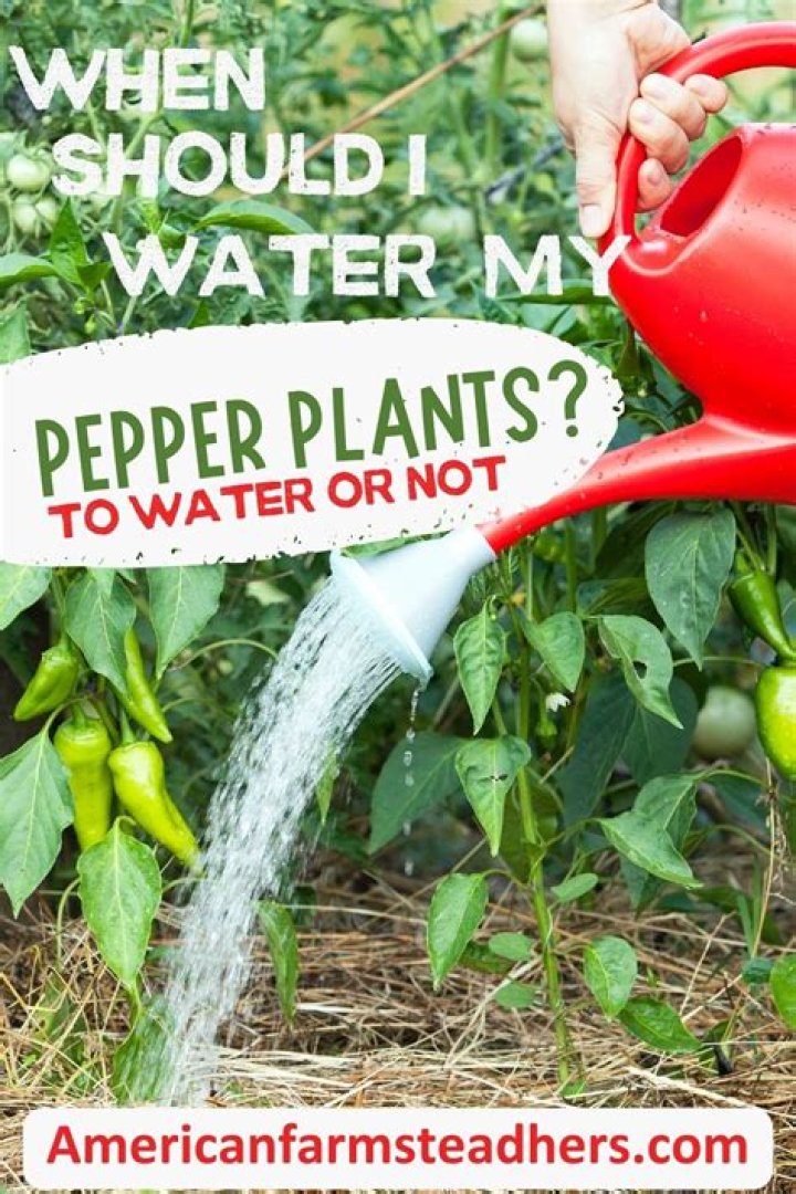 How often should I water my garden in summer?