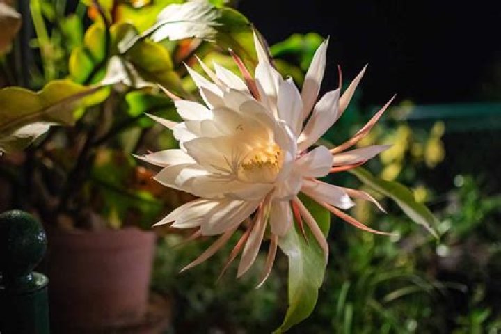 How often should I water my night blooming cereus?