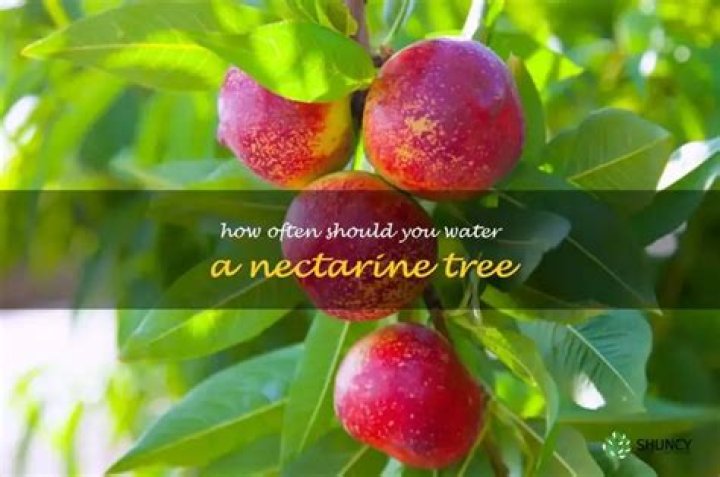 How often should you water a nectarine tree?