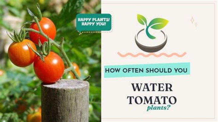How often should you water a transplanted tree?