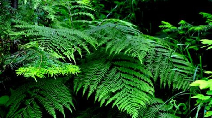 How often should you water hanging ferns?