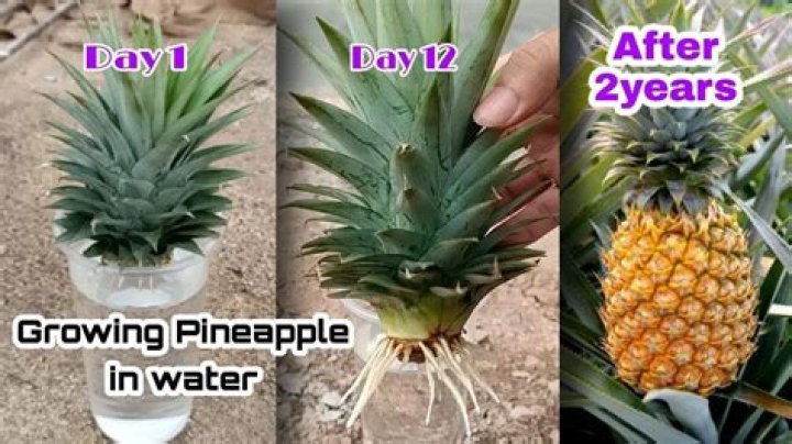 How often should you water pineapple plants?
