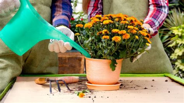 How often should you water potted mums?