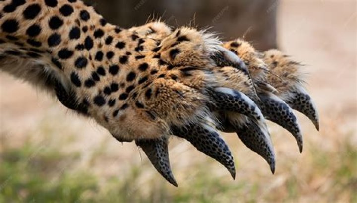 How sharp are cheetah's claws?