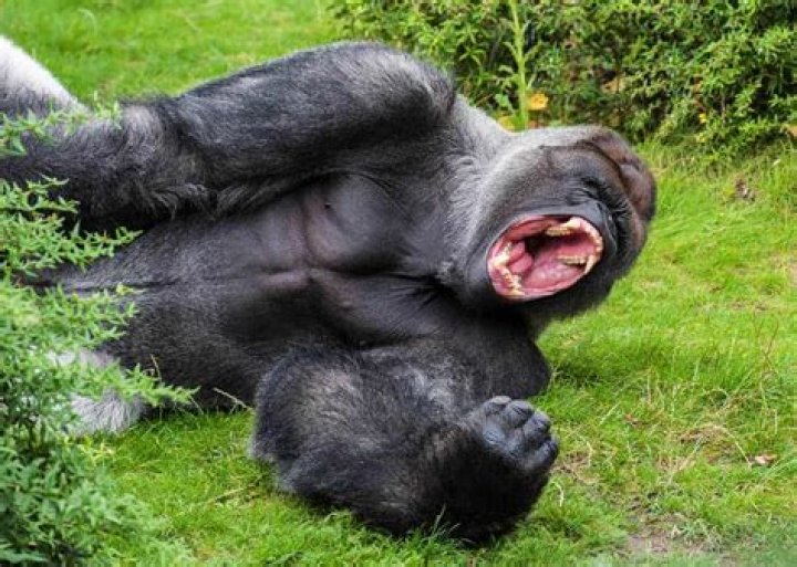 How strong is a silverback gorilla?