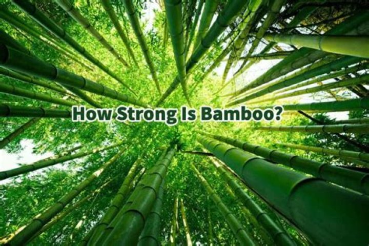 How strong is bamboo fencing?