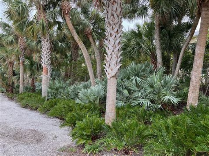 How tall do Saw palmetto trees grow?