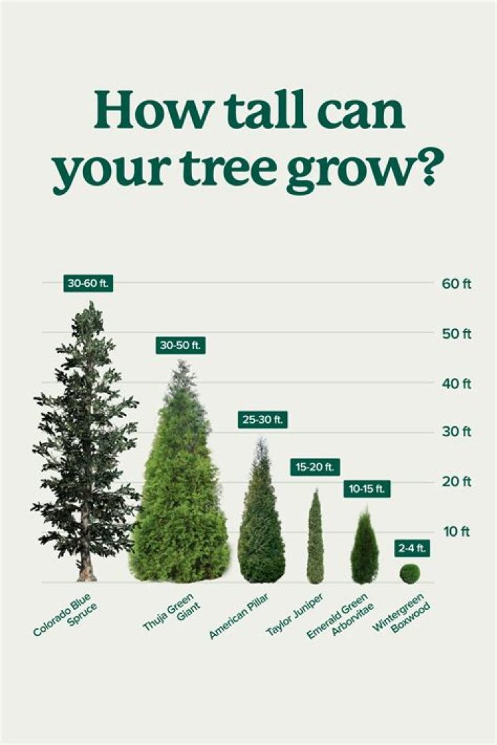 How tall does a beech tree get?