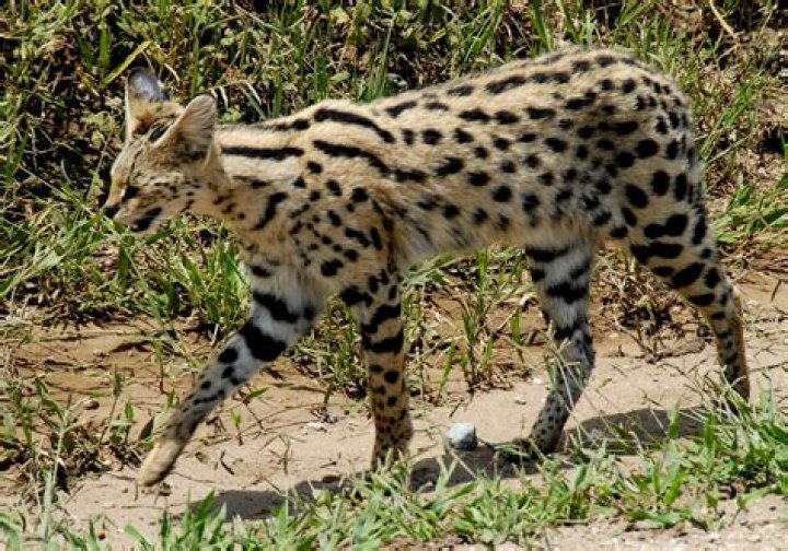 How tall is a serval?