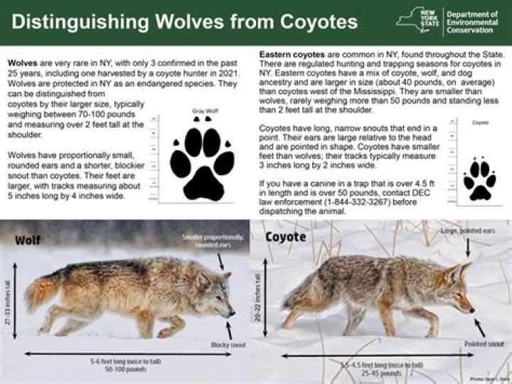 How tall is Wile Coyote?