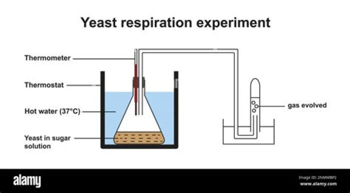 How temperature affects the rate of respiration?