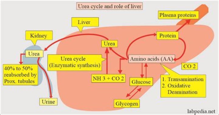How urea is produced in liver?