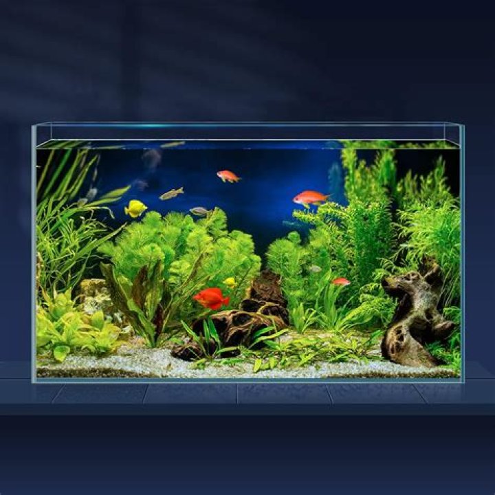 Is a 1 gallon tank big enough for a Goldfish?