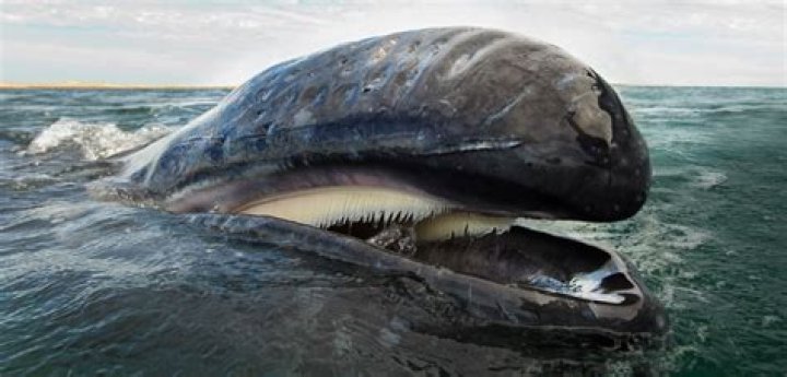 Is a blue whale a toothed whale?