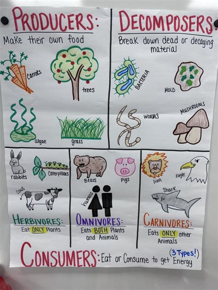 Is a caribou a producer consumer or decomposer?