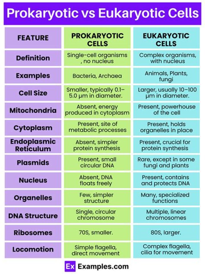 Is a cheek cell a prokaryote or eukaryote?