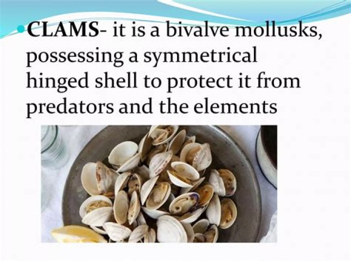 Is a clam a mollusk?