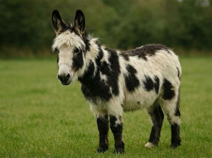 Is a donkey and a jackass the same thing?