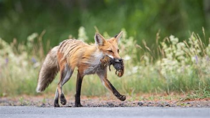 Is a fox a consumer?