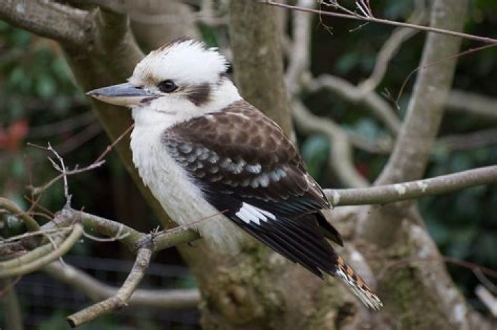 Is a kookaburra a bird?