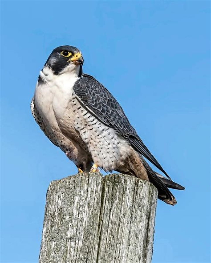 Is a peregrine falcon an eagle?