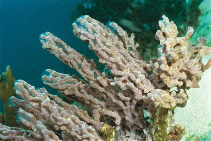 Is a sponge alive? | ContextResponse.com