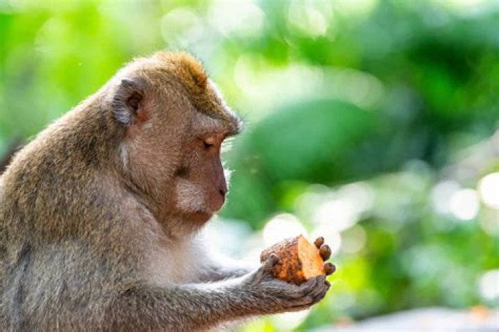 Is algae an omnivore?
