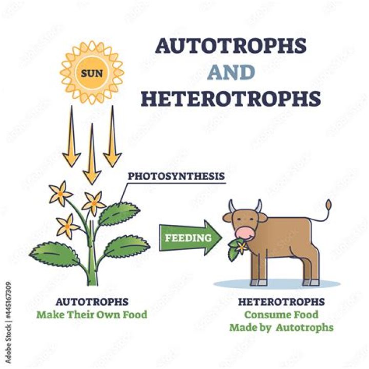 Is Amoebozoa heterotrophic? | ContextResponse.com