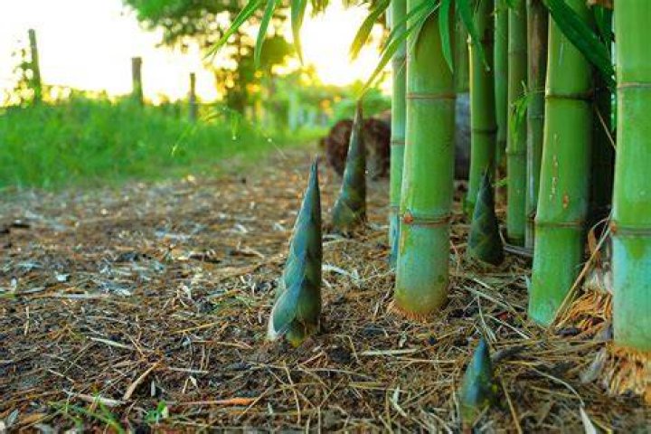 Is bamboo invasive in Texas?