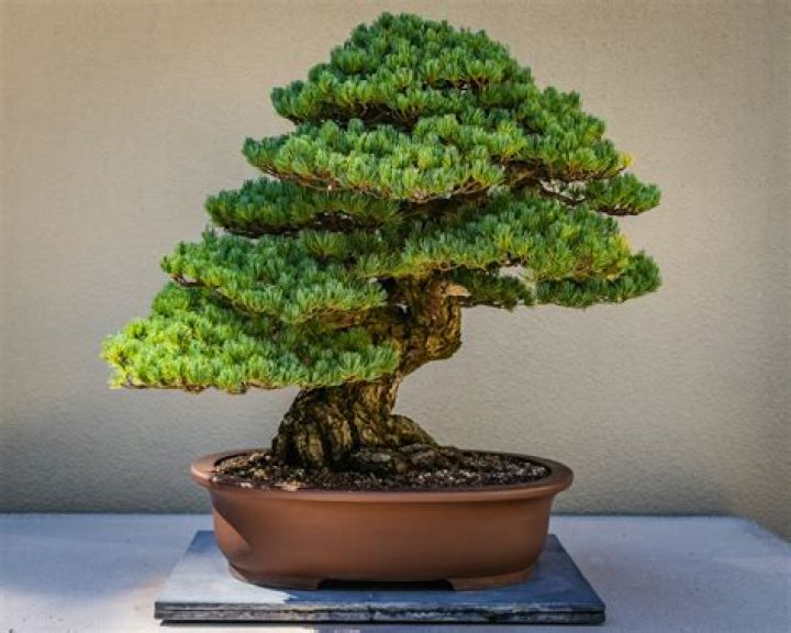 Is Bonsai indoor plant? | ContextResponse.com