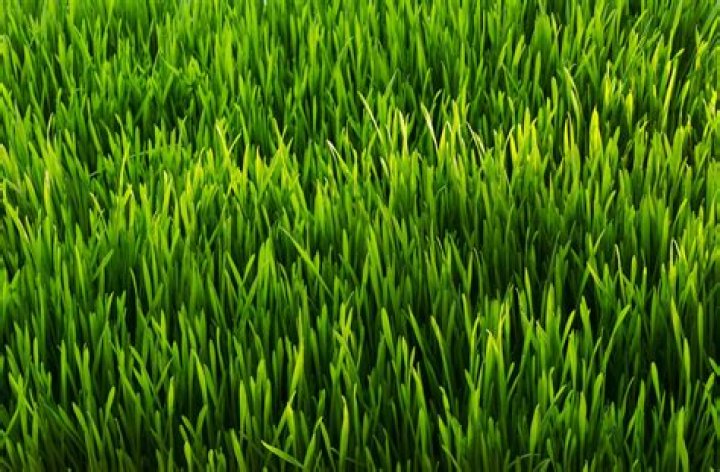 Is cane a grass? | ContextResponse.com