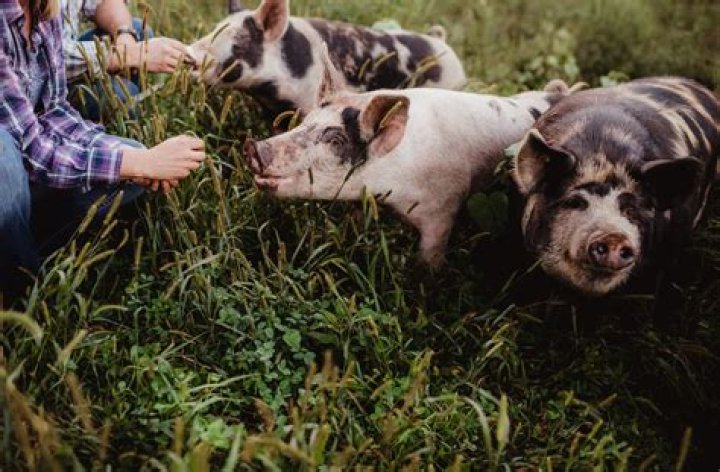 Is Cedar toxic to pigs?