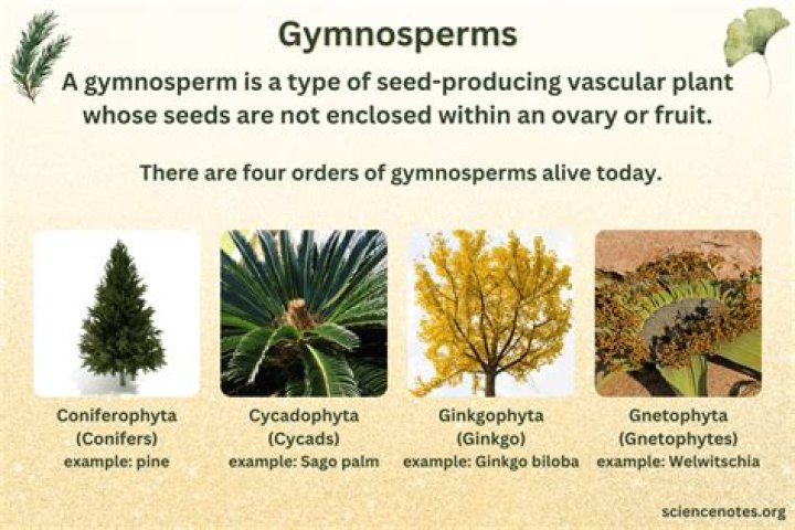 Is Christmas tree a Gymnosperm?