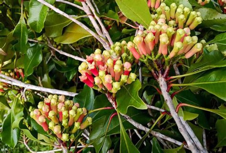 Is clove oil safe to ingest?