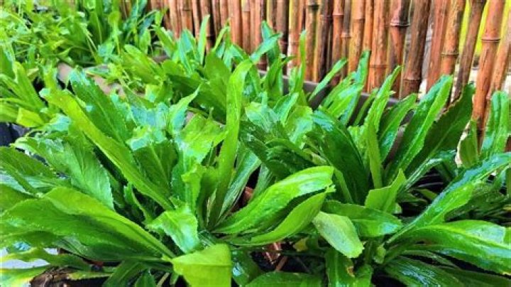Is Culantro a perennial? | ContextResponse.com