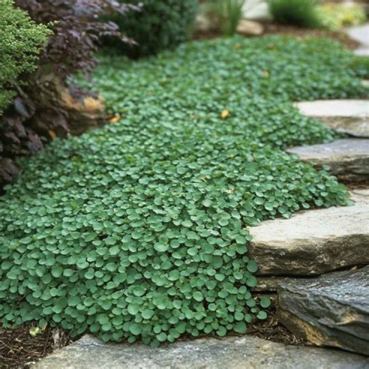 Is Dichondra Evergreen? | ContextResponse.com